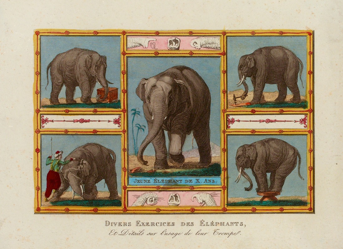 Jean Démosthène Dugourc - Divers Exercices des Eléphants