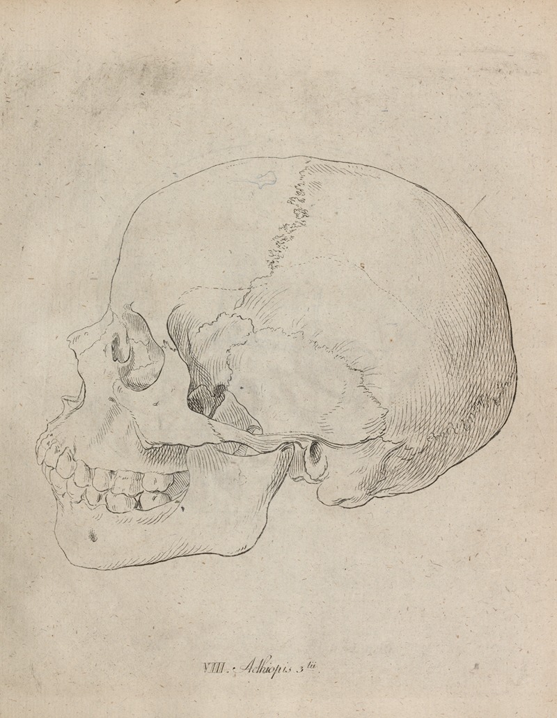 Johann Friedrich Blumenbach - Aethiopis