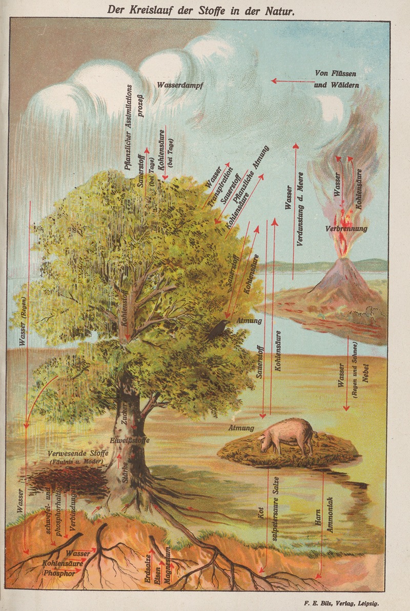 Oskar Hoffmann - Der Kreislauf der Stoffe in der Natur