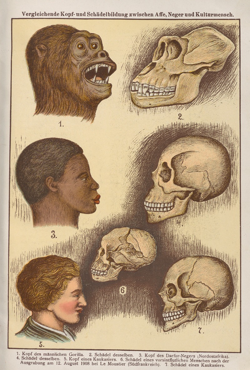 Oskar Hoffmann - Vergleichende Kopf- und Schädelbildung zwischen Affe, Neger und Kulturmensch