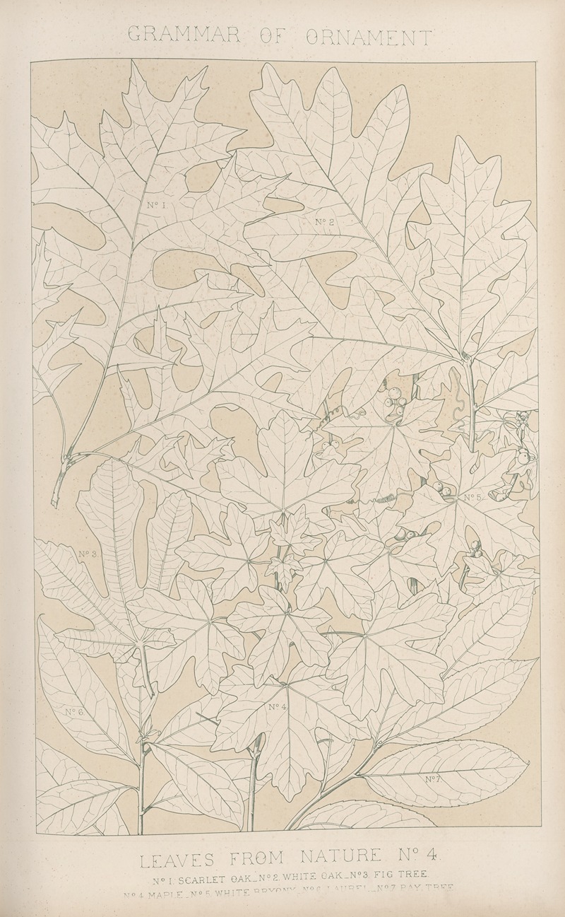 Owen Jones - Leaves from Nature No. 4
