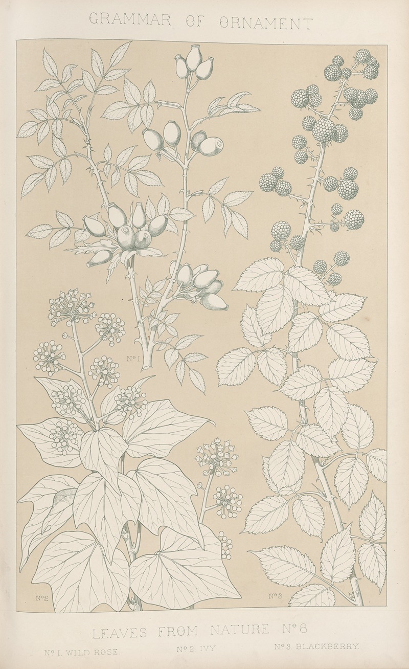 Owen Jones - Leaves from Nature No. 6