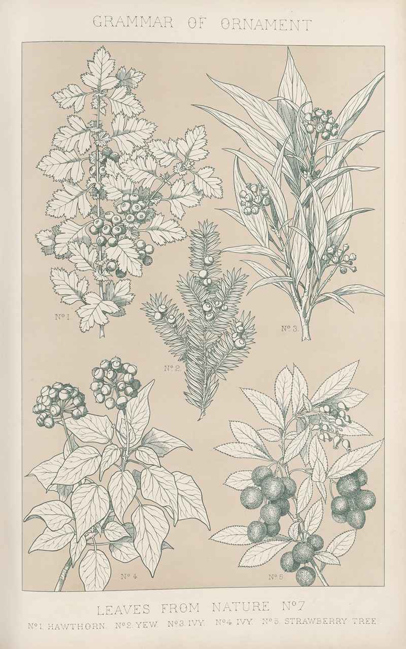 Owen Jones - Leaves from Nature No. 7