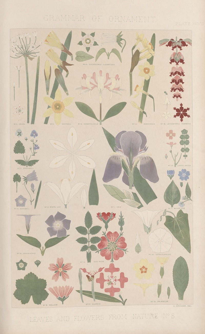 Owen Jones - Leaves from Nature No. 8