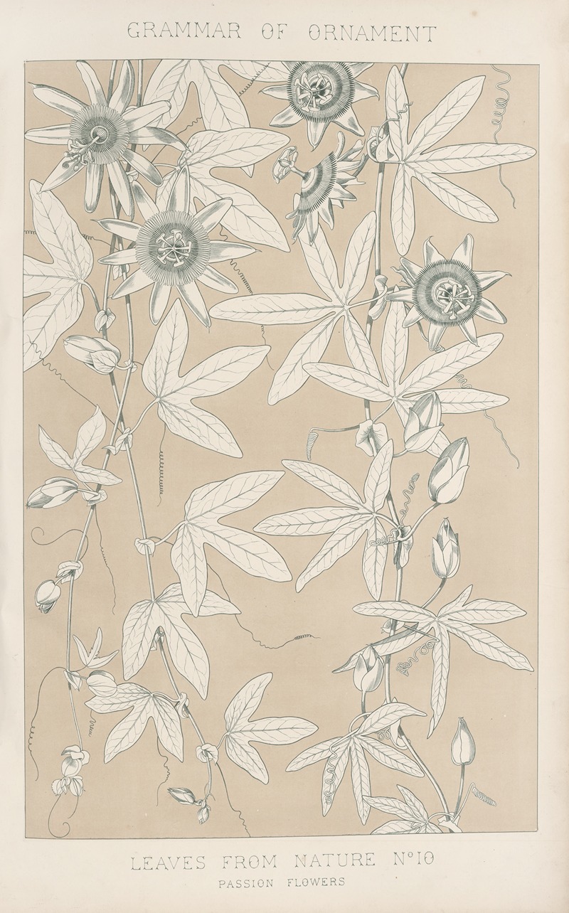 Owen Jones - Leaves from Nature No. 10