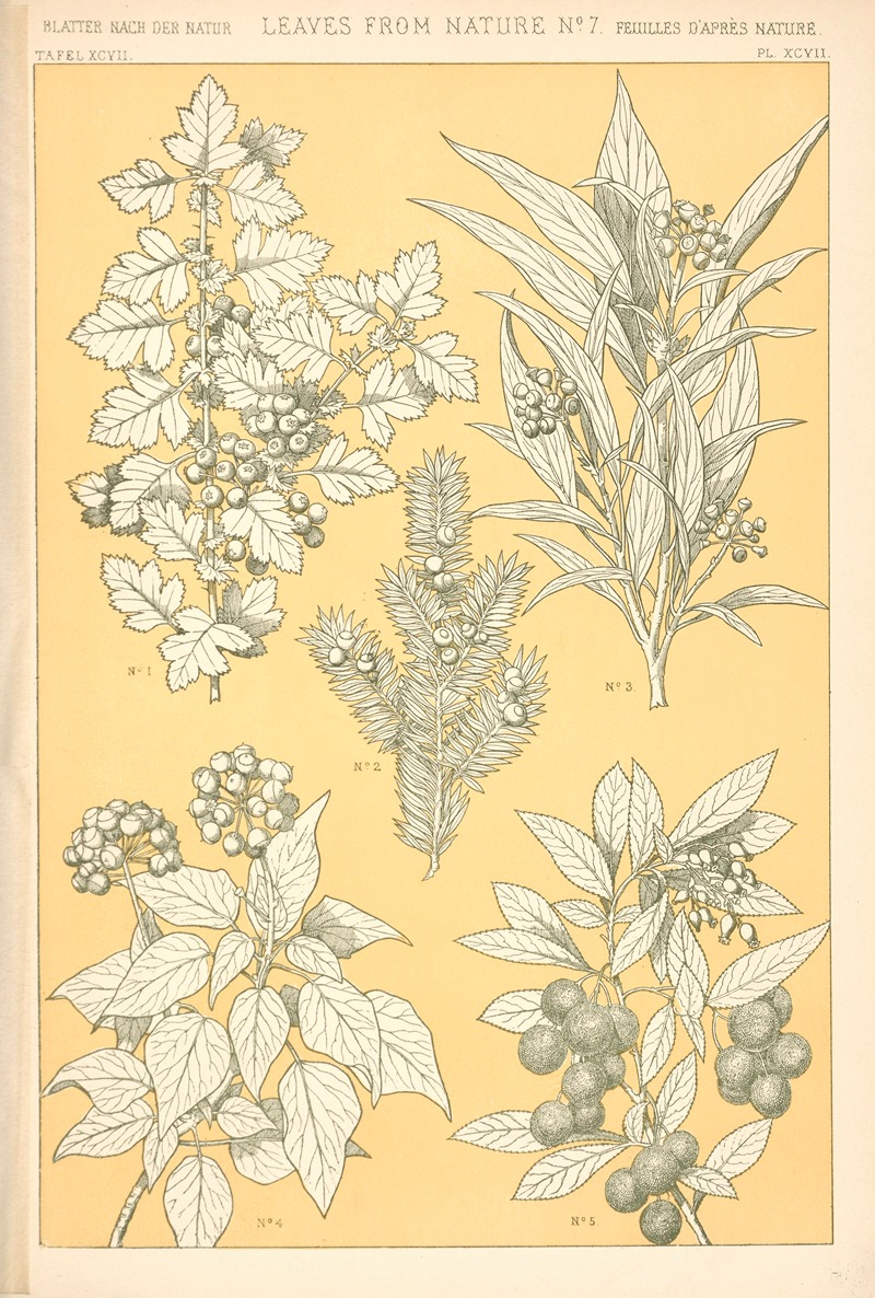 Owen Jones - Leaves from Nature No. 7