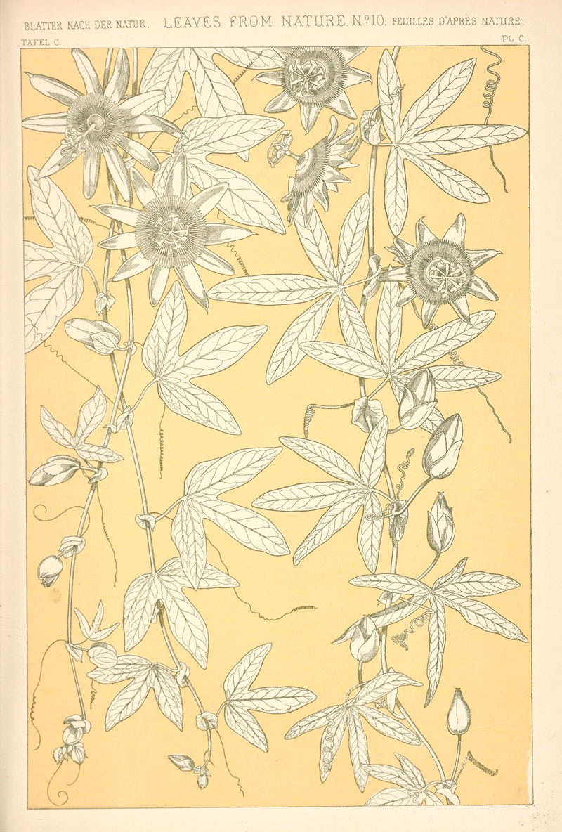 Owen Jones - Leaves from Nature No. 10