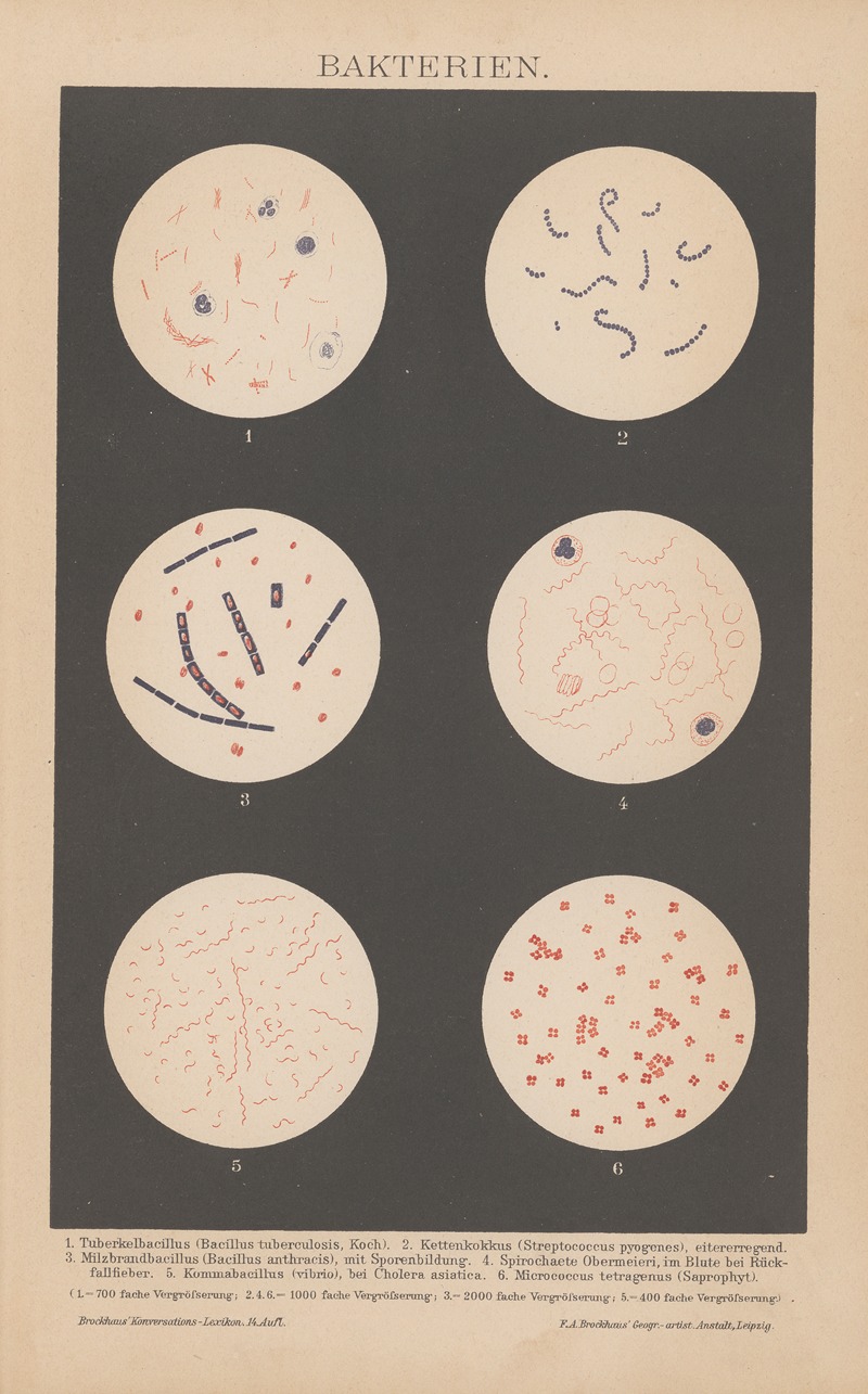 F.A. Brockhaus - Bakterien