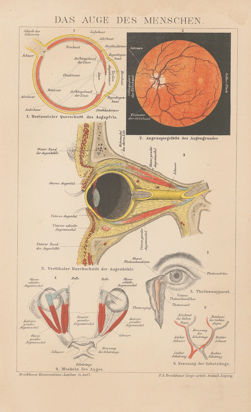 F.A. Brockhaus - Das auge des menschen