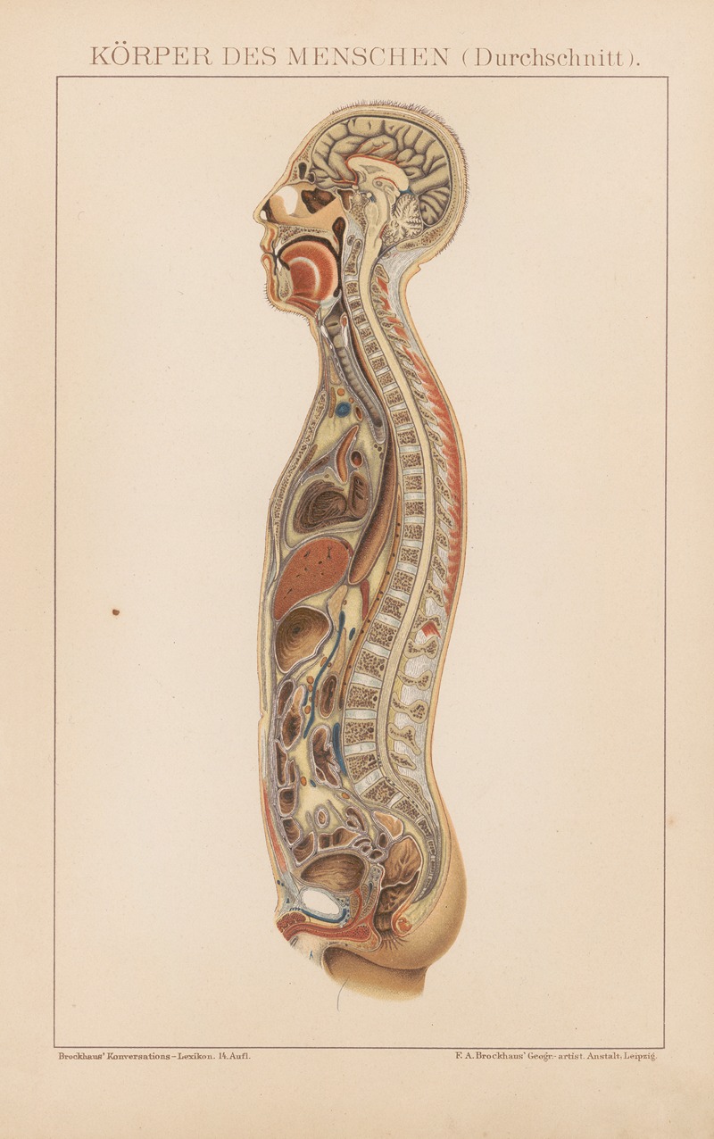 F.A. Brockhaus - Körper des menschen