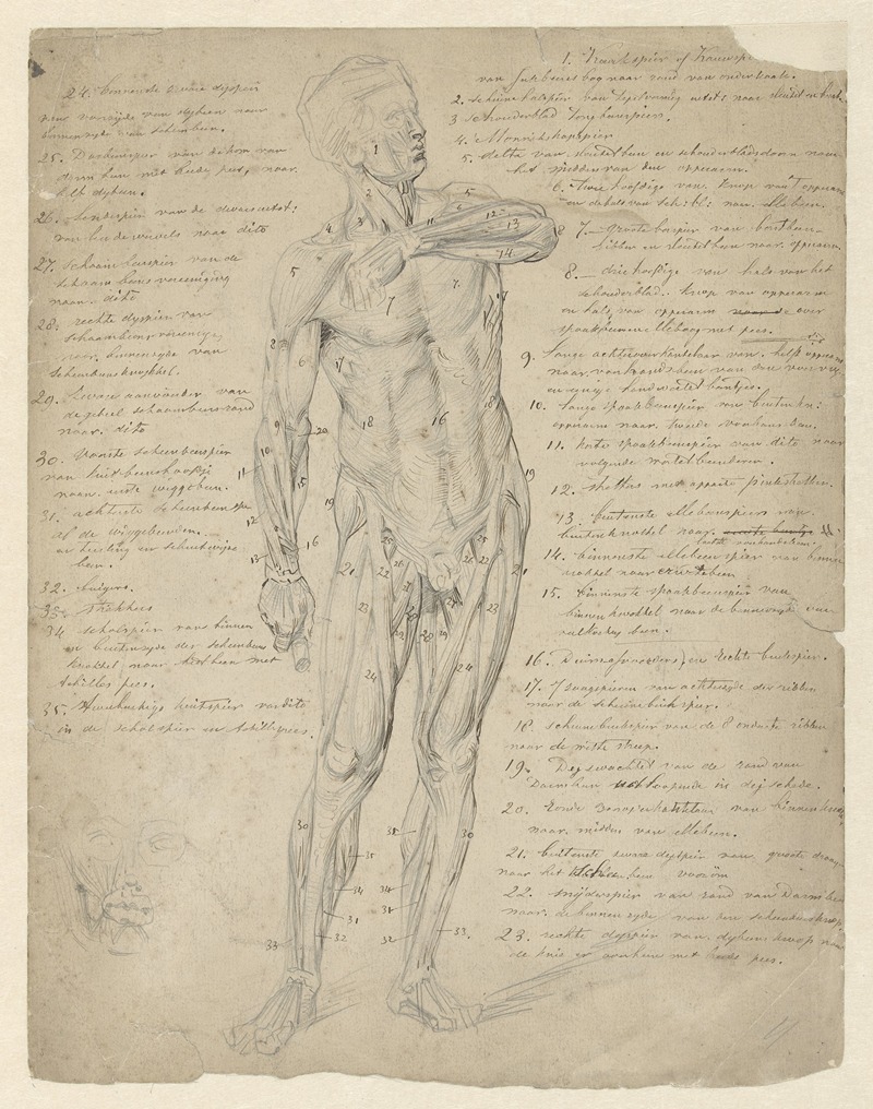 Johan Braakensiek - Anatomische studie van staande menselijke figuur