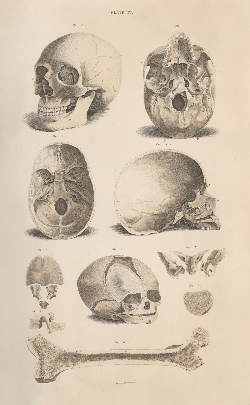 John Lizars - A system of anatomical plates of the human body Pl.004
