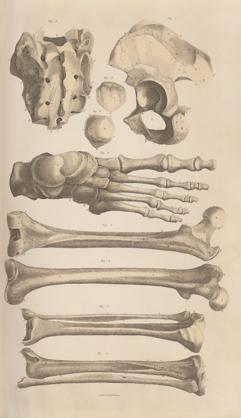 John Lizars - A system of anatomical plates of the human body Pl.008