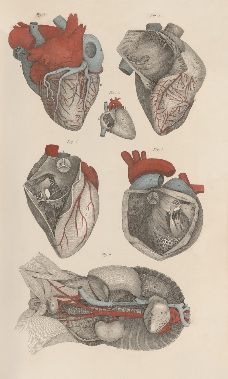 A system of anatomical plates of the human body Pl.011 (1840)