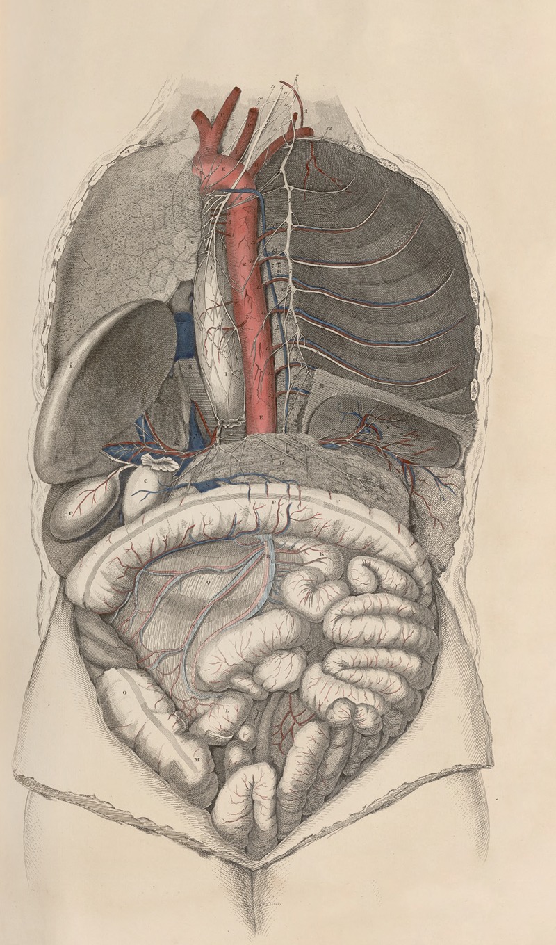 John Lizars - A system of anatomical plates of the human body Pl.013