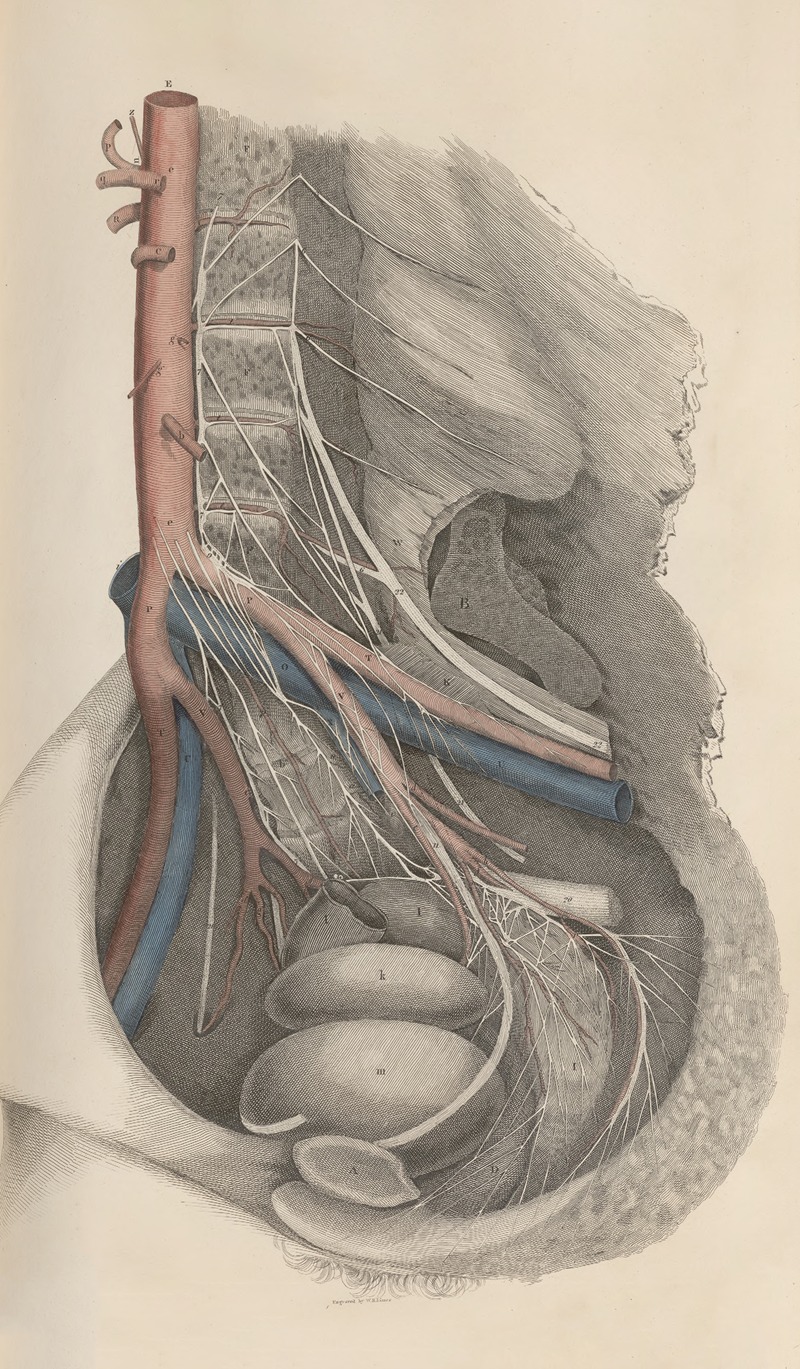 John Lizars - A system of anatomical plates of the human body Pl.015