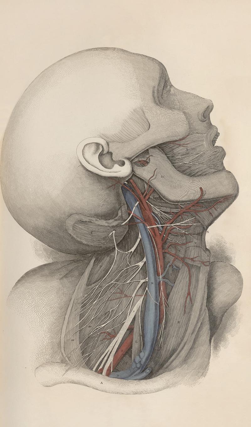 John Lizars - A system of anatomical plates of the human body Pl.017