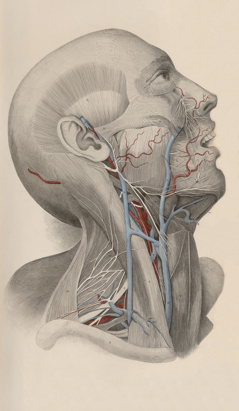John Lizars - A system of anatomical plates of the human body Pl.018