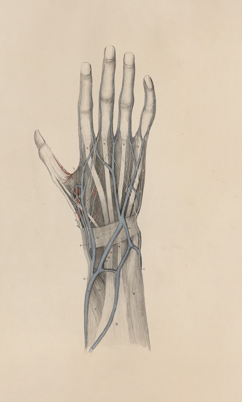 John Lizars - A system of anatomical plates of the human body Pl.022