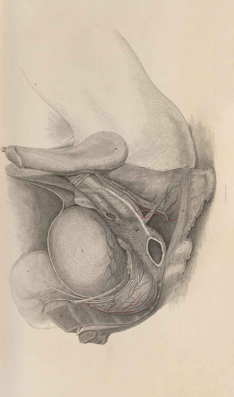 John Lizars - A system of anatomical plates of the human body Pl.023