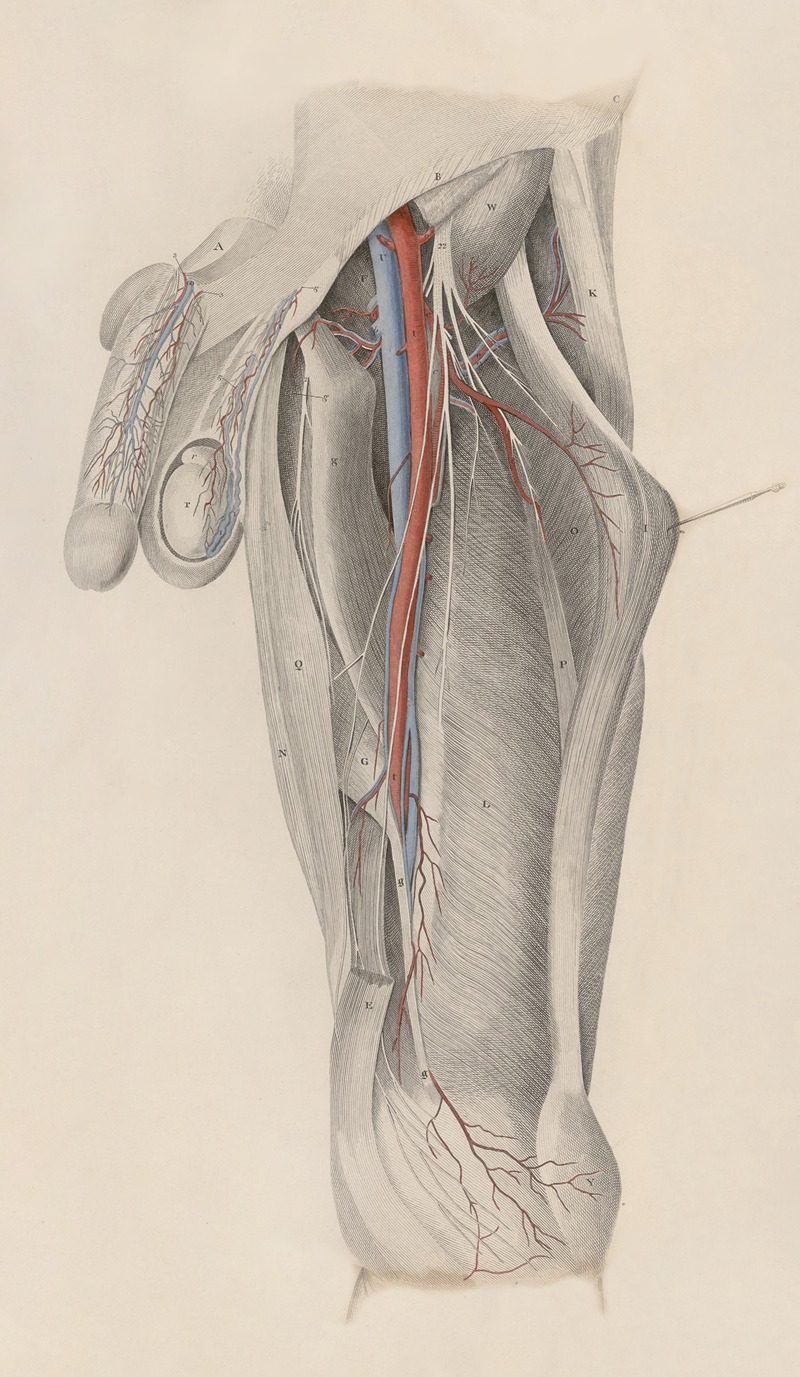 John Lizars - A system of anatomical plates of the human body Pl.025