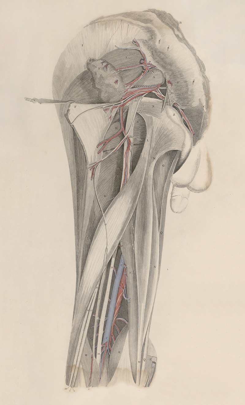 John Lizars - A system of anatomical plates of the human body Pl.026
