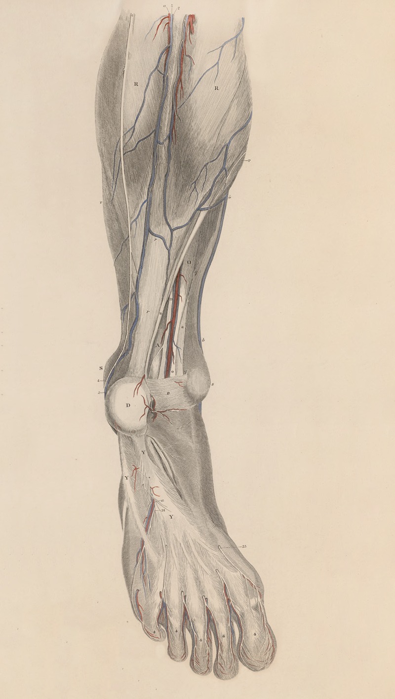 John Lizars - A system of anatomical plates of the human body Pl.028
