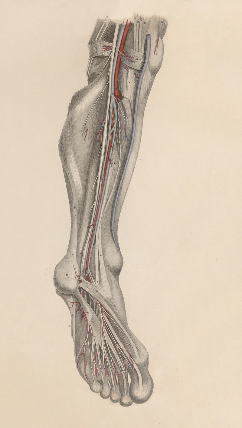 John Lizars - A system of anatomical plates of the human body Pl.029