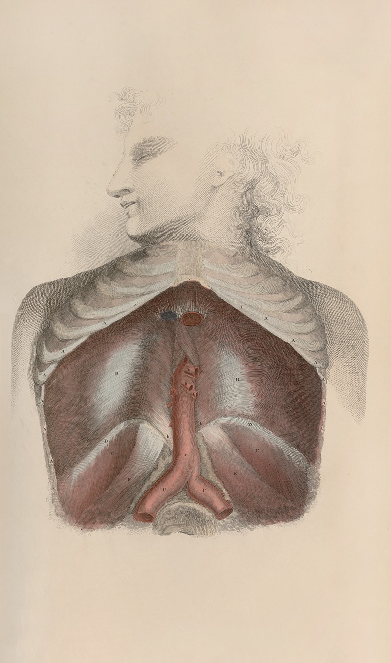 John Lizars - A system of anatomical plates of the human body Pl.034