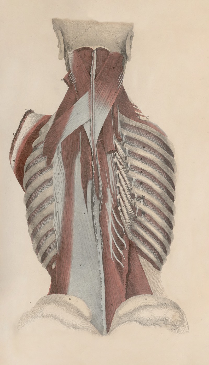 John Lizars - A system of anatomical plates of the human body Pl.037