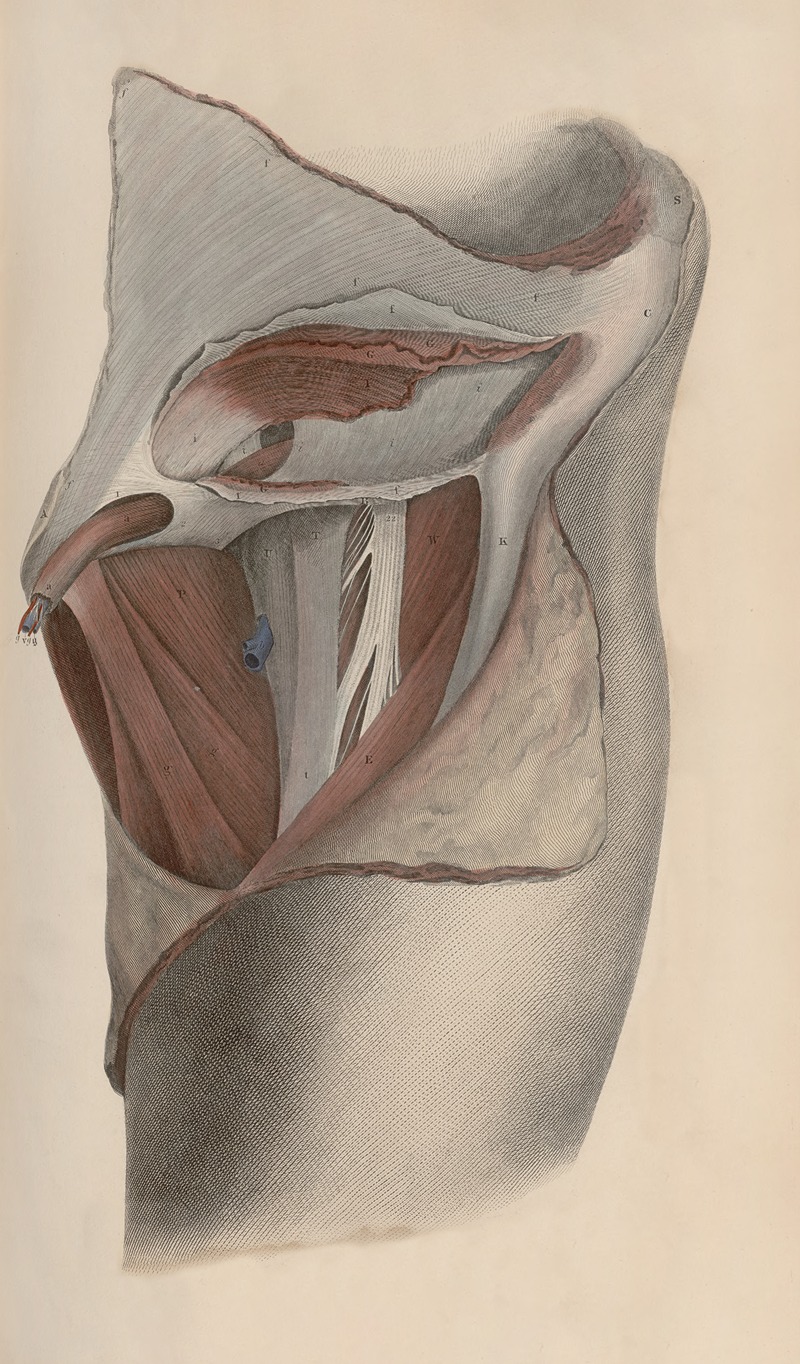 John Lizars - A system of anatomical plates of the human body Pl.039