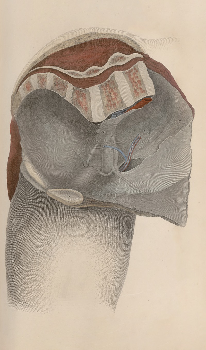 John Lizars - A system of anatomical plates of the human body Pl.040