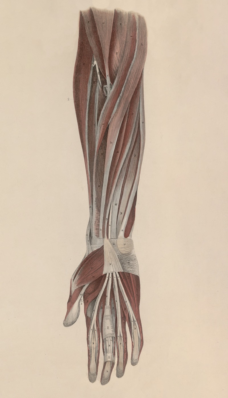 John Lizars - A system of anatomical plates of the human body Pl.043