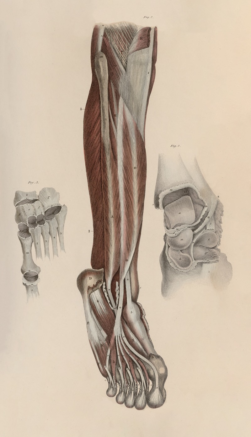 John Lizars - A system of anatomical plates of the human body Pl.054