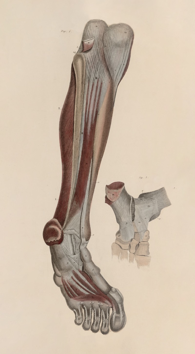 John Lizars - A system of anatomical plates of the human body Pl.055