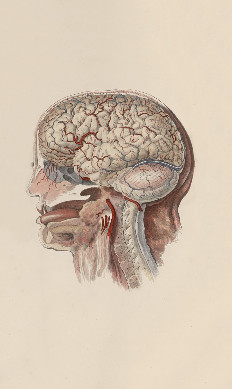 John Lizars - A system of anatomical plates of the human body Pl.059