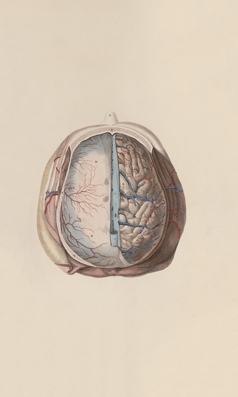 John Lizars - A system of anatomical plates of the human body Pl.060