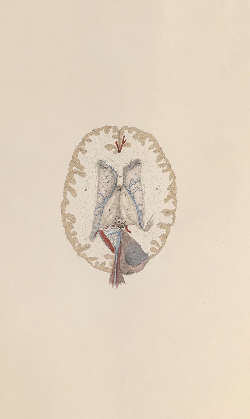 John Lizars - A system of anatomical plates of the human body Pl.065