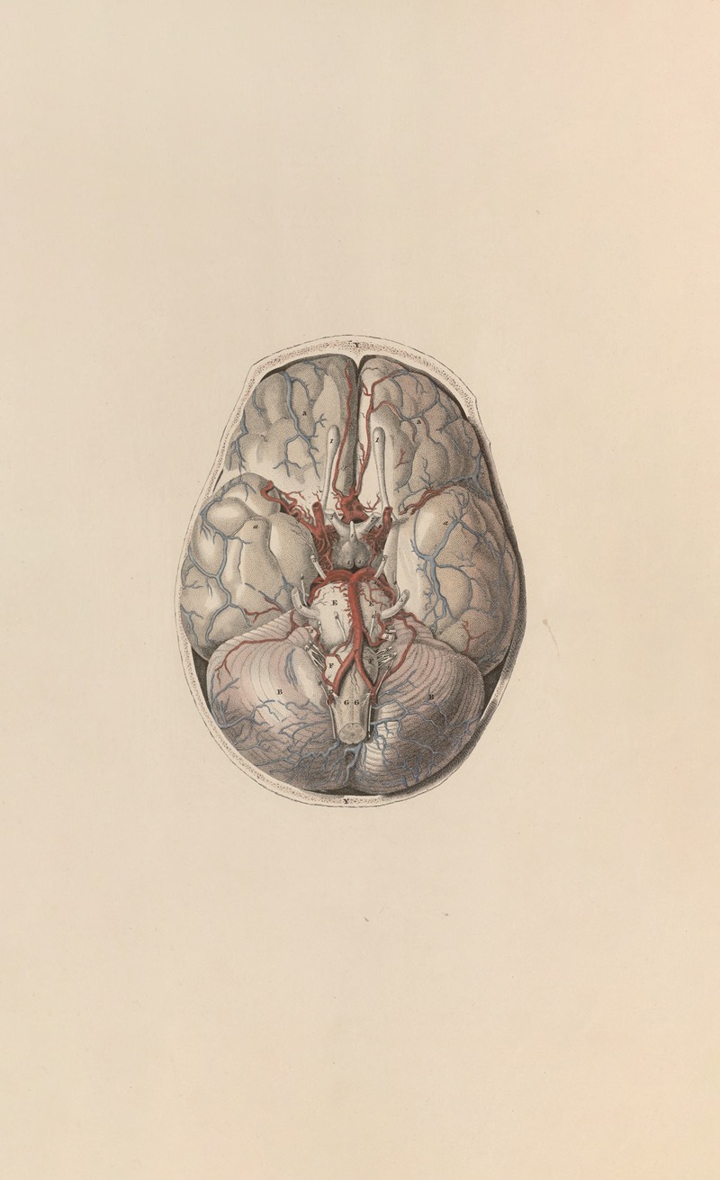 John Lizars - A system of anatomical plates of the human body Pl.067
