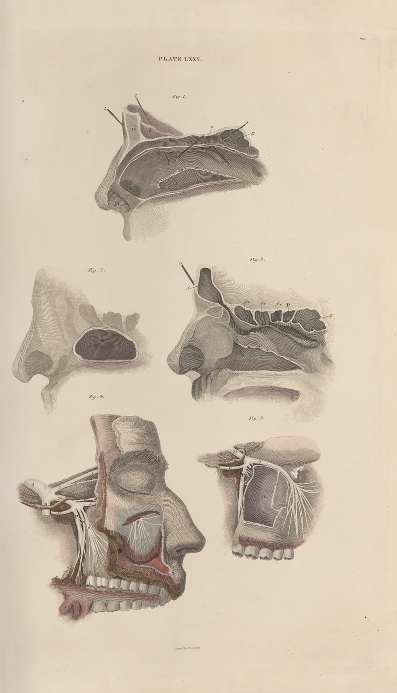 John Lizars - A system of anatomical plates of the human body Pl.078