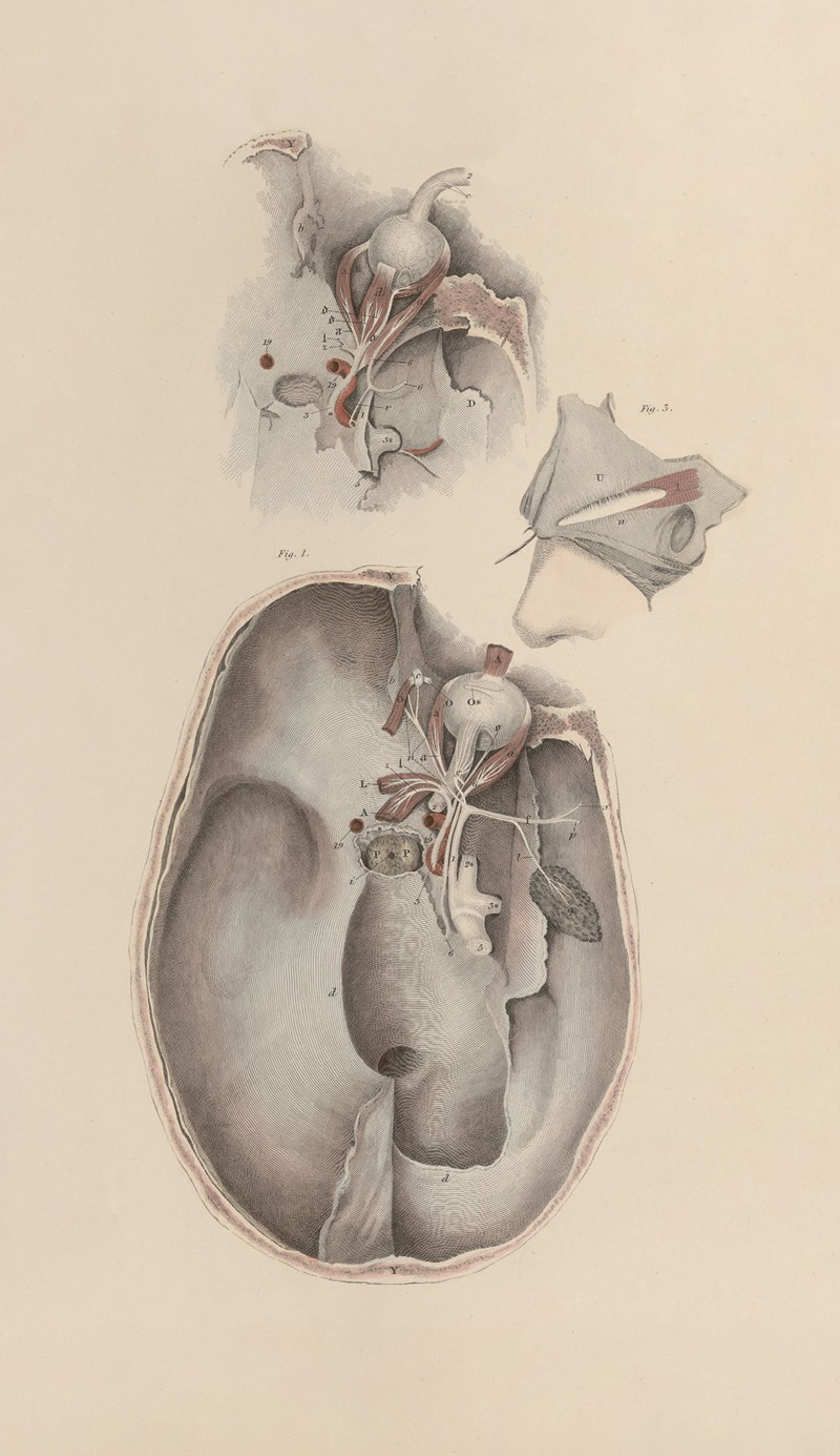 John Lizars - A system of anatomical plates of the human body Pl.083