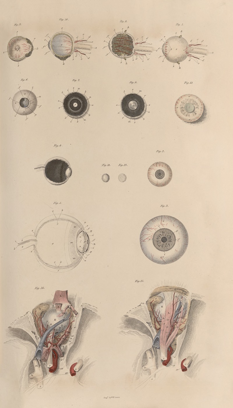 John Lizars - A system of anatomical plates of the human body Pl.084