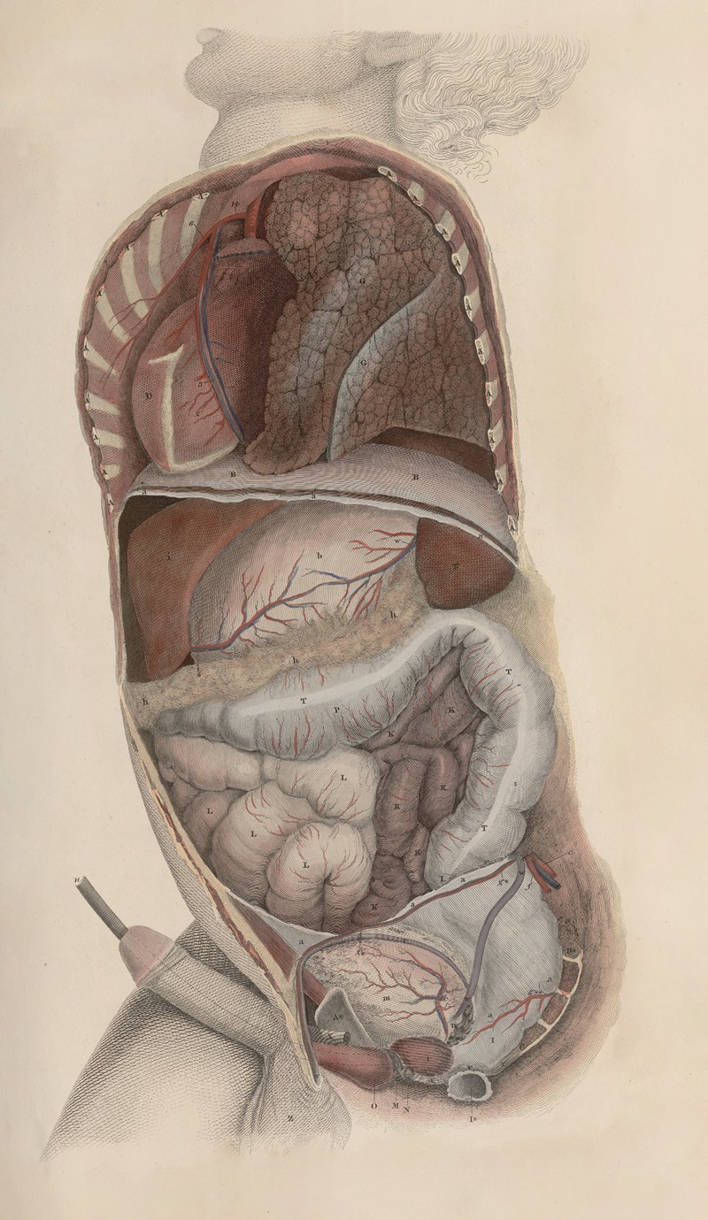John Lizars - A system of anatomical plates of the human body Pl.086