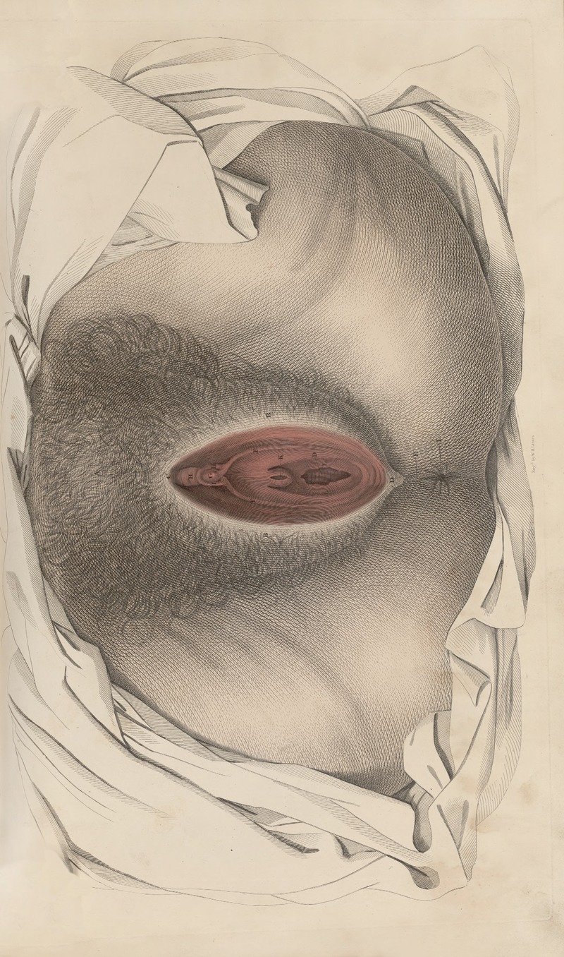 John Lizars - A system of anatomical plates of the human body Pl.094