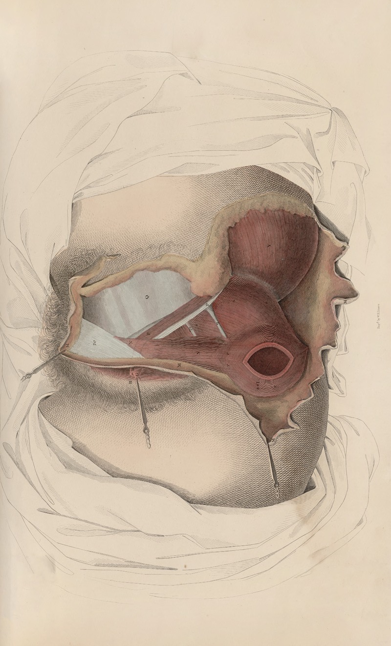 John Lizars - A system of anatomical plates of the human body Pl.095