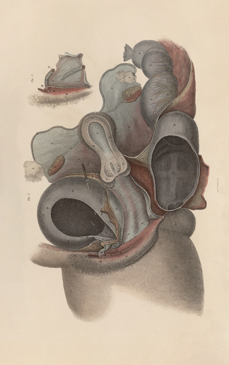 John Lizars - A system of anatomical plates of the human body Pl.097