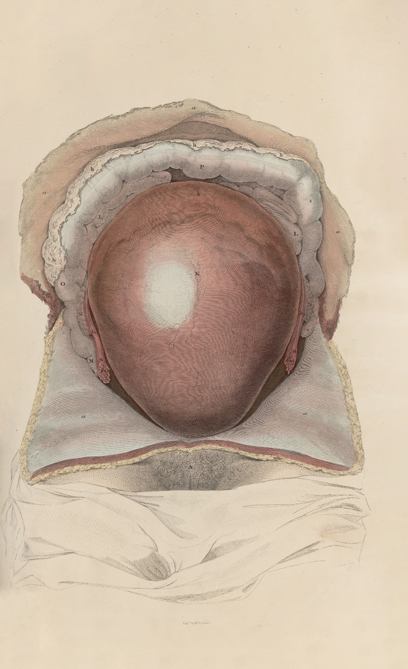 John Lizars - A system of anatomical plates of the human body Pl.098
