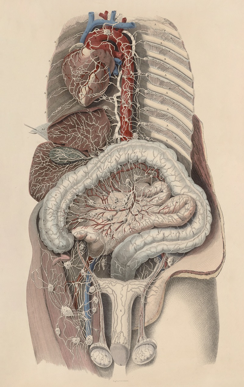 John Lizars - A system of anatomical plates of the human body Pl.101