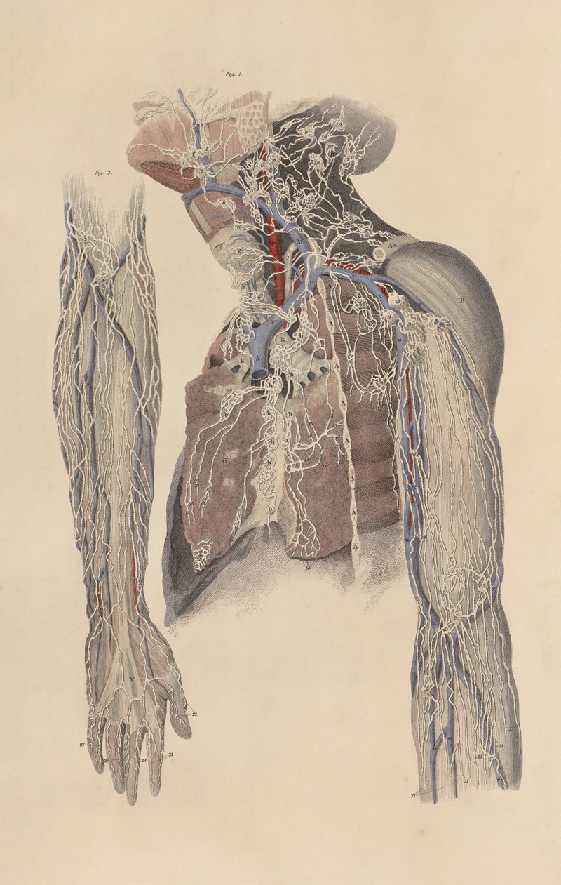John Lizars - A system of anatomical plates of the human body Pl.102