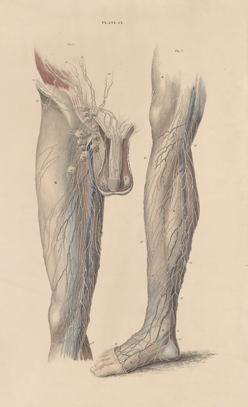 John Lizars - A system of anatomical plates of the human body Pl.104